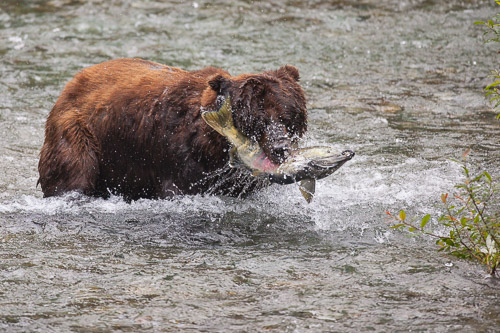 Bears