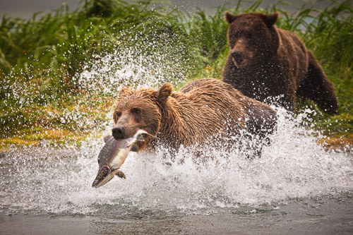 Bears
