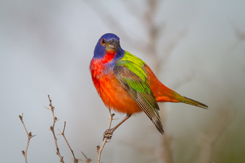 Birds