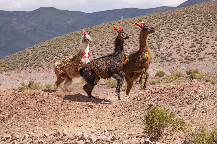 Bolivia Altiplano