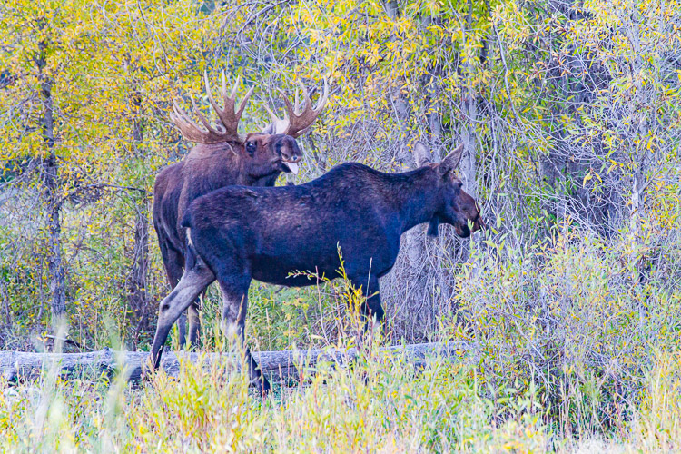 Moose