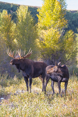 Moose