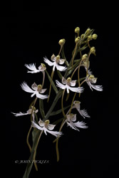 Orchids