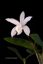 Orchids